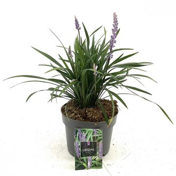 Liriope muscari 'Moneymaker'