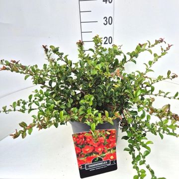 Chaenomeles x superba 'Crimson and Gold'
