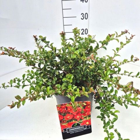 Chaenomeles x superba 'Crimson and Gold'