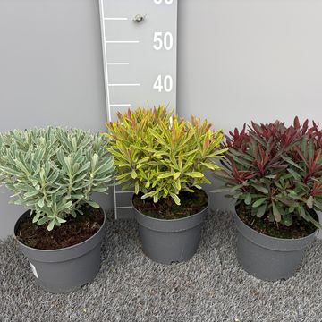 Euphorbia amygdaloides MIX