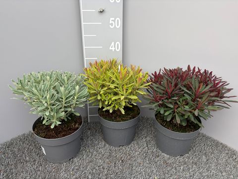 Euphorbia amygdaloides MIX