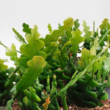 Epiphyllum anguliger