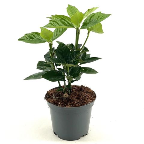 epipremnum pinnatum variegata pflege Epipremnum pinnatum variegata – Foliage Factory main image 1