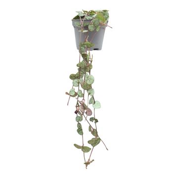 Ceropegia woodii 'Variegata'