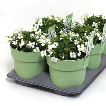 Aubrieta AXCENT WHITE