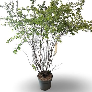 Спирея x vanhouttei