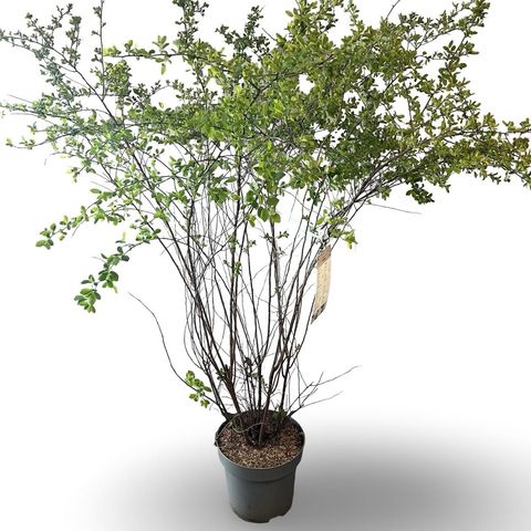 Spiraea x vanhouttei