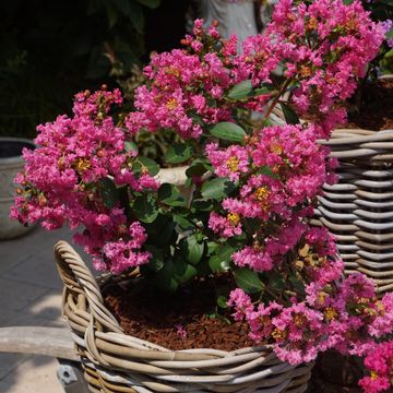Lagerstroemia indica WITH LOVE GIRL