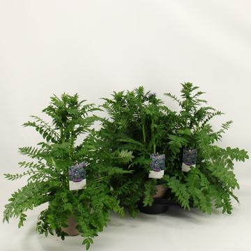 Polemonium caeruleum