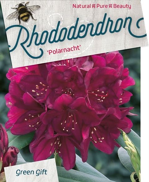 Rhododendron 'Polarnacht'