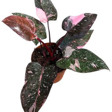 Philodendron 'Pink Princess Marble'