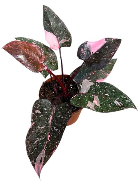 Philodendron 'Pink Princess Marble'