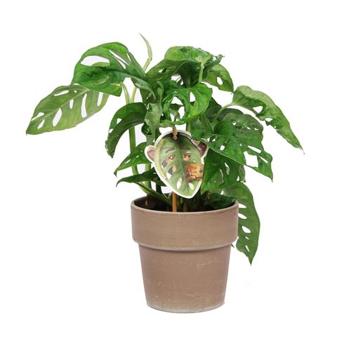 Monstera obliqua 'Monkey Leaf'