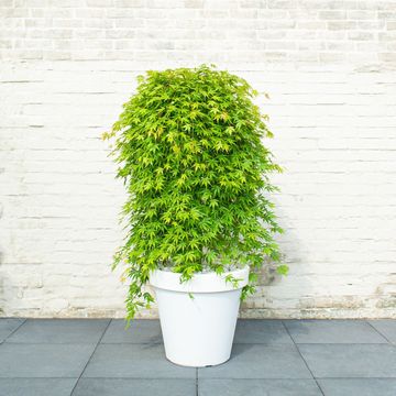 Acer palmatum CASCADE EMERALD