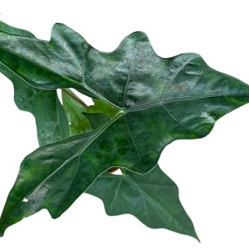 Alocasia nycteris 'Bat Wing'