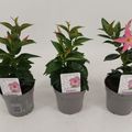 Mandevilla RIO HOT PINK