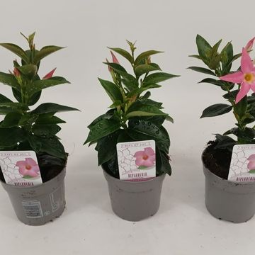 Mandevilla RIO HOT PINK