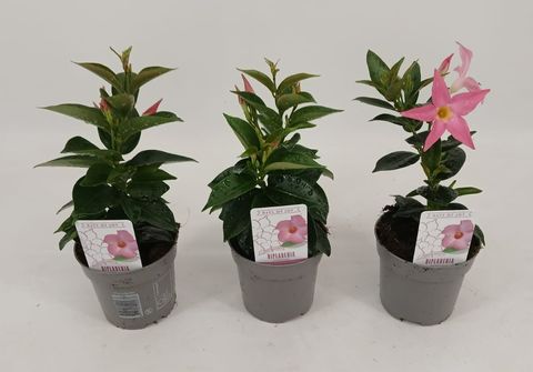 Mandevilla RIO HOT PINK