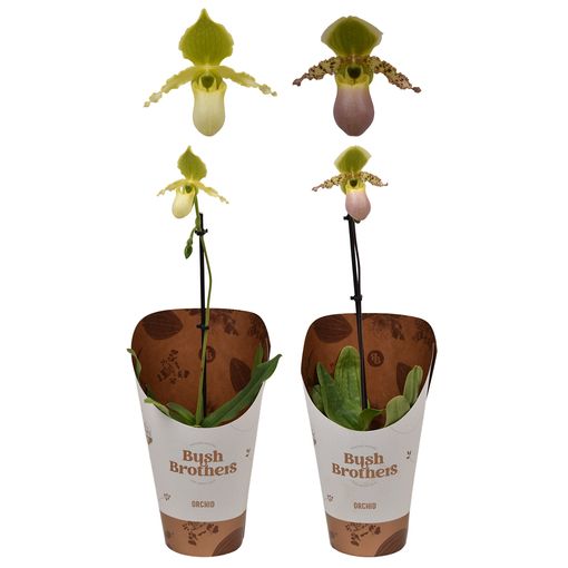 Paphiopedilum Pinocchio