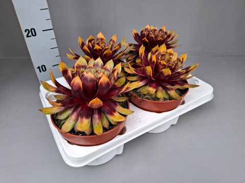 Sempervivum CHICK CHARMS GIANTS GOLD MINE