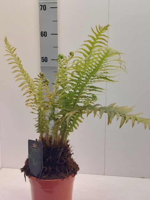 Blechnum gibbum 'Silver Lady'