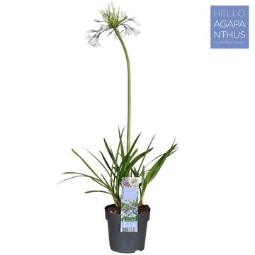 Agapanthus FIREWORKS