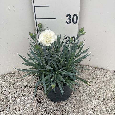 Dianthus 'Devon Dove'