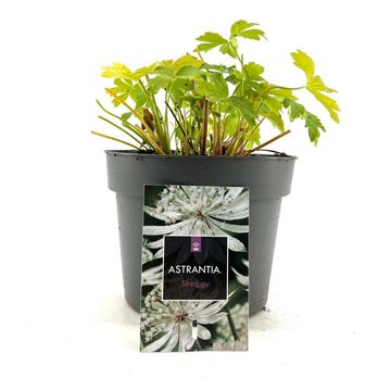 Astrantia major 'Shaggy'