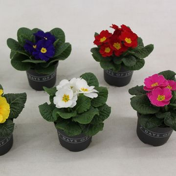 Primula ACAULIS MIX