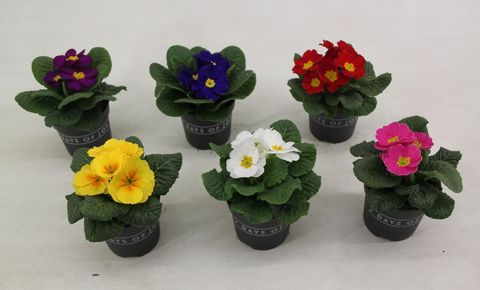 Primula ACAULIS MIX