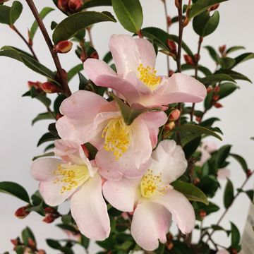 Camellia 'Fairy Blush'