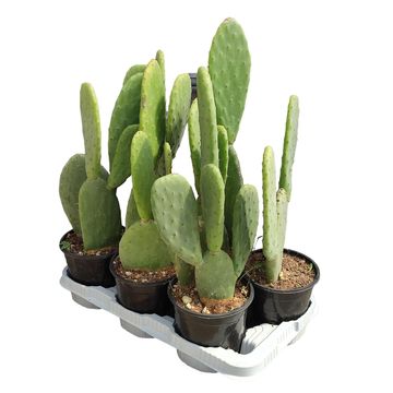 Opuntia ficus-indica
