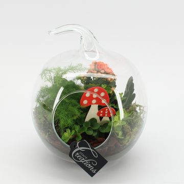 Arranjo Terrarium