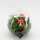 Arrangement Terrarium