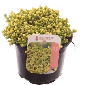 Sedum acre 'Йеллоу Квин'