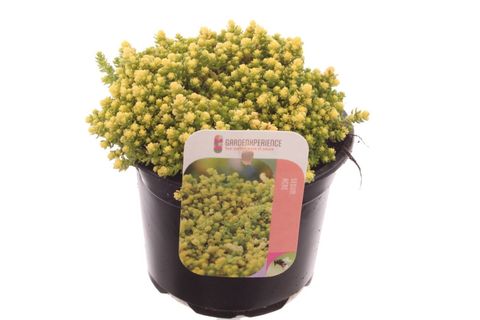 Sedum acre 'Yellow Queen'