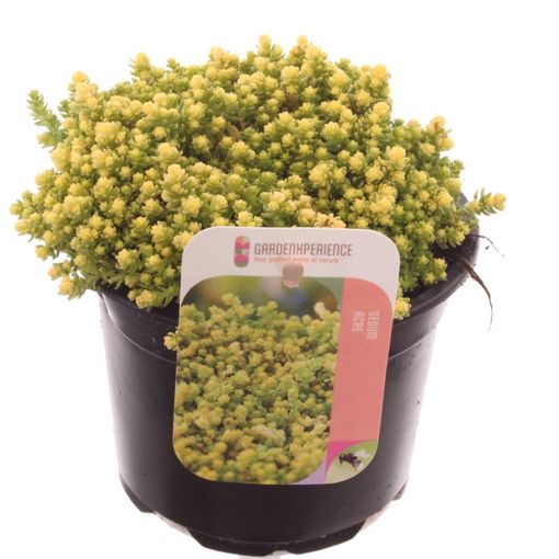 Sedum acre 'Yellow Queen'