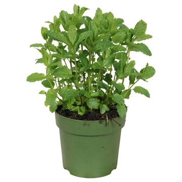 Mentha spicata 'Crispa'