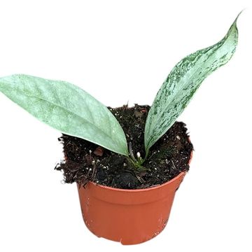 Hoya coriacea SILVER