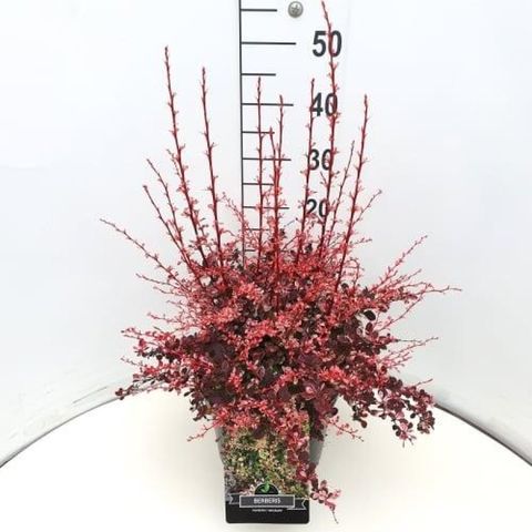 Berberis thunbergii 'Арлекин'