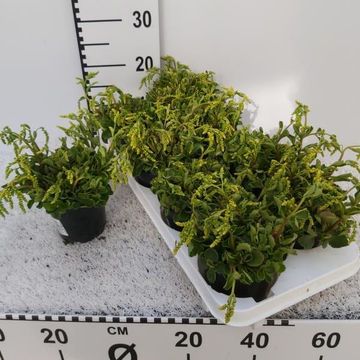 Chiastophyllum oppositifolium