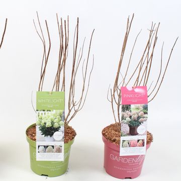 Hydrangea paniculata GARDENLIGHTS MIX