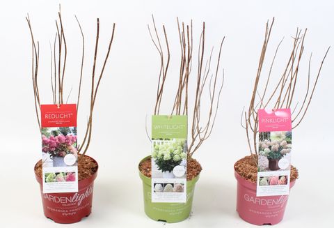 Hydrangea paniculata GARDENLIGHTS MIX