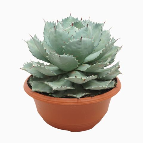 Agave potatorum