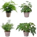 Huonekasvit MIX