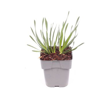 Allium 'Millenium'