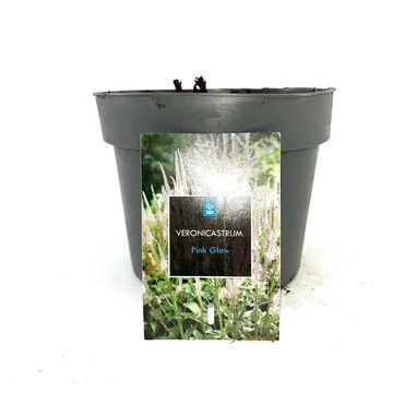 Veronicastrum virginicum 'Pink Glow'