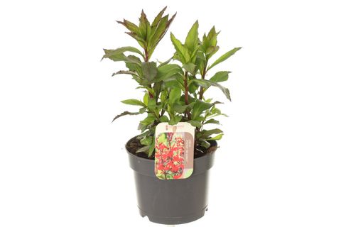 Lobelia x speciosa 'Fan Scarlet'