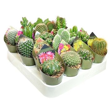 Cactos MIX