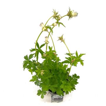 Astrantia major 'Shaggy'